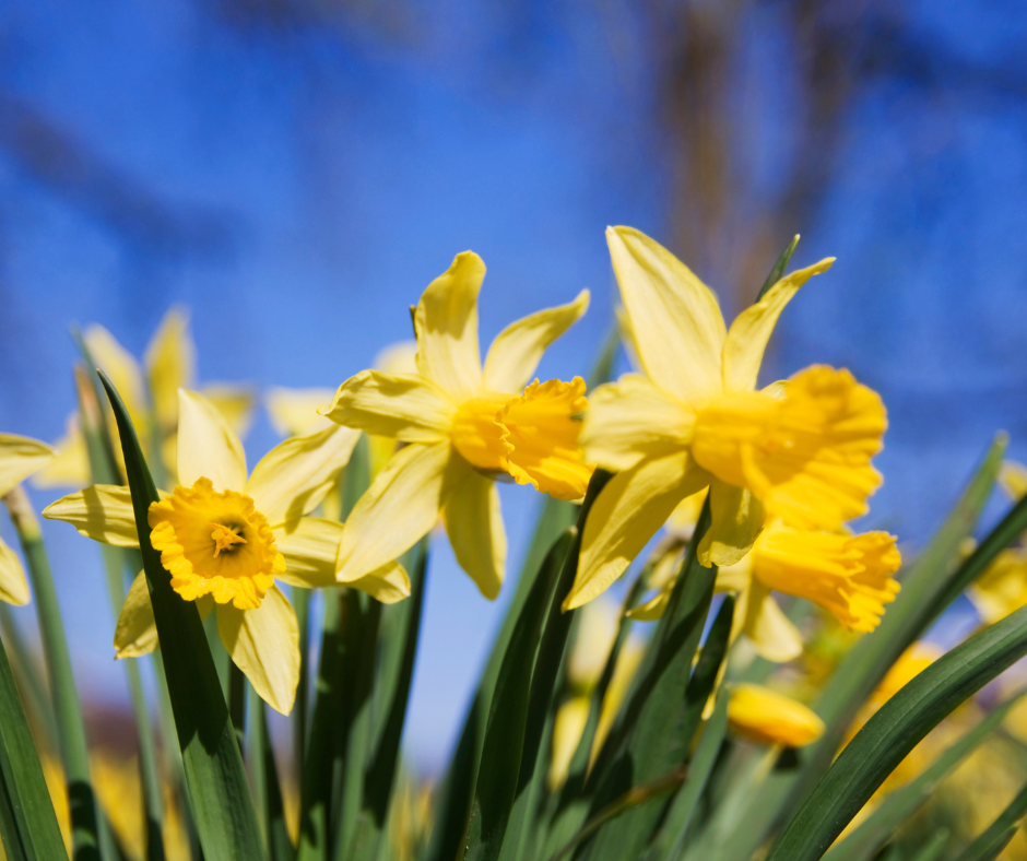 To Plant or Not To Plant -- Spring in Lake Tahoe • South Shore Lake ...